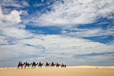 Panoramic view of people riding camels