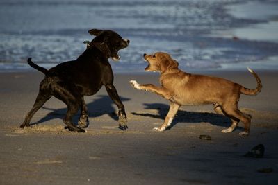 Two dogs running on beach