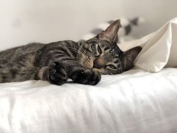 Portrait of a cat resting on bed