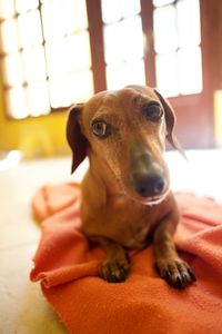 Close-up portrait of a dog on bed at home