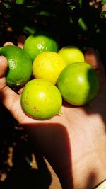 Close-up of hand holding fruit