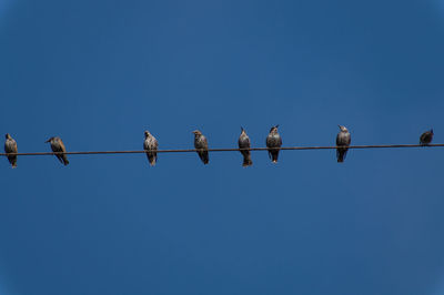 Low angle view of birds perching on cable