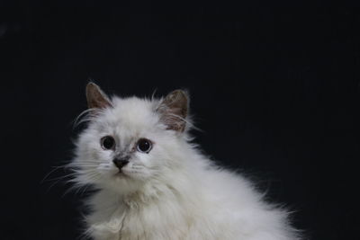 Close-up portrait of white cat against black background