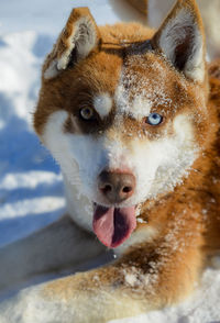 Close-up portrait of a dog