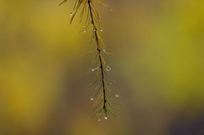 Close-up of wet pine tree