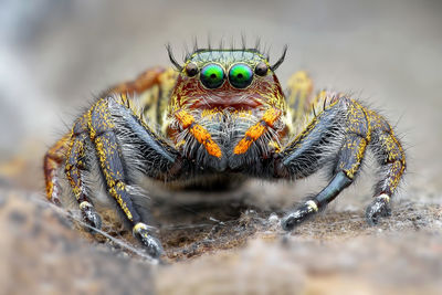 Close-up of spider