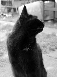 Close-up of a cat looking away