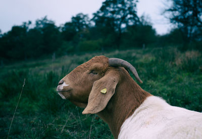 Close-up of a horse on a field