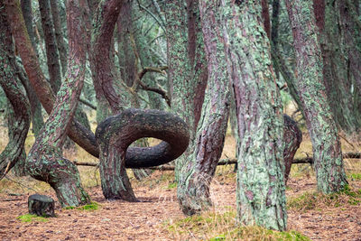 View of trees in forest