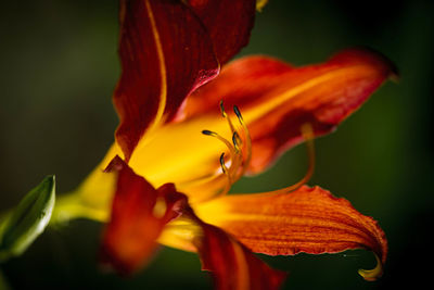 Close-up of day lily blooming outdoors