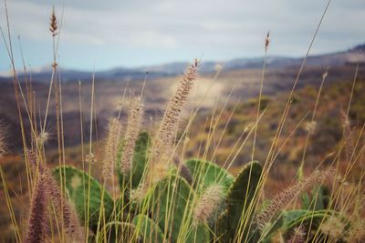 Close-up of stalks in field against sky