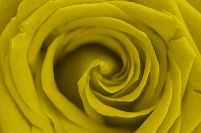 Full frame shot of yellow rose