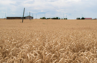 Scenic view of wheat field against sky