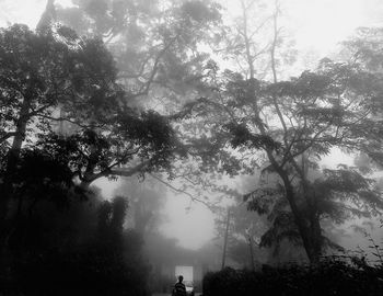 Trees in forest