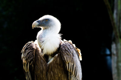 Close-up of vulture