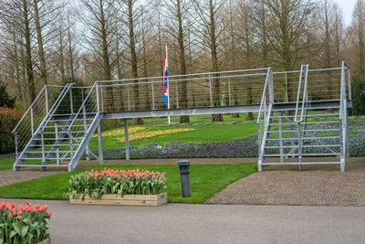 View of plants in park