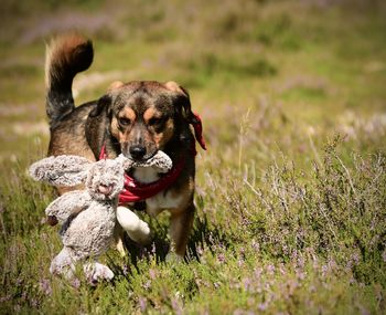 Dog in a field