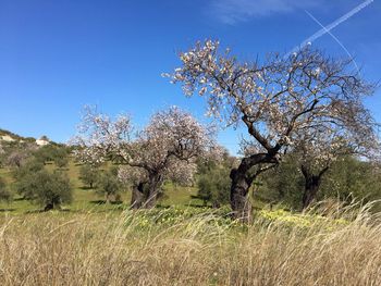 Trees on field against clear blue sky