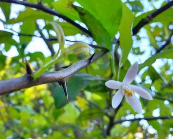 Close-up of lizard on tree