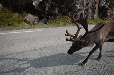 Reindeer on the street in north norway