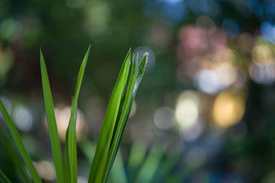 Close-up of fresh green plant