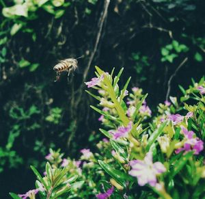 Close-up of honey bee pollinating on fresh flower