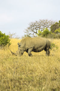 Side view of horse walking on field against sky