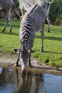 Zebras drinking water in a lake