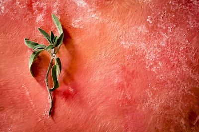 Sage leaves on old coral wall