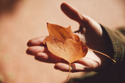 Close-up of hand holding maple leaf