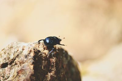 Close-up of insect