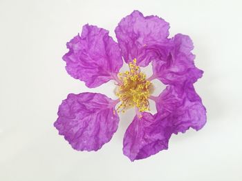 Close-up of purple flower against white background