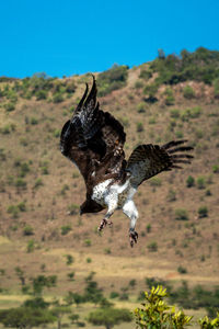 Martial eagle flies down with ridge behind