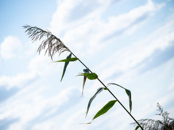 Low angle view of insect on plant against sky