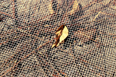 High angle view of bird in cage