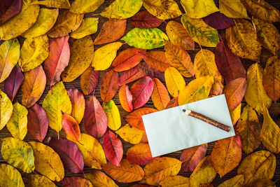 Full frame shot of yellow leaves