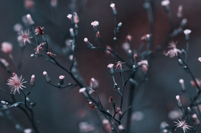 Close-up of pink cherry blossom