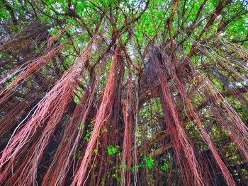 Low angle view of bamboo trees in forest