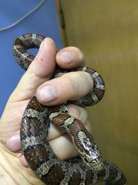 Eastern milk snake 