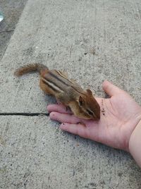 High angle view of human hand holding chipmunk