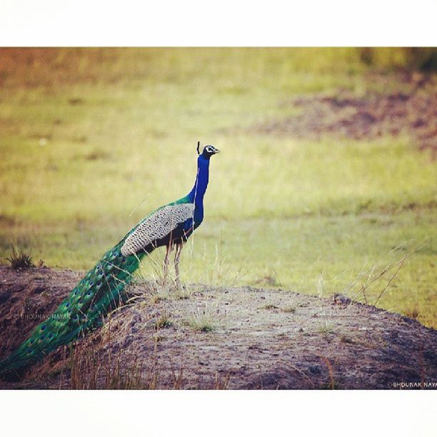 animal themes, one animal, animals in the wild, transfer print, wildlife, bird, grass, auto post production filter, full length, field, side view, focus on foreground, nature, day, grassy, outdoors, perching, no people, green color, selective focus