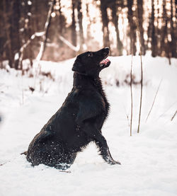 Dog on snow covered land