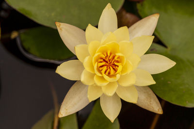 Close-up of water lily in pond