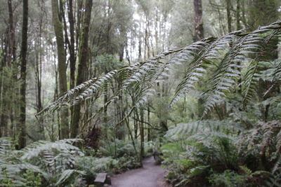 Trees in forest