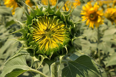 Close-up of yellow flowers