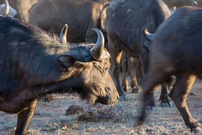 Water buffalo in a field