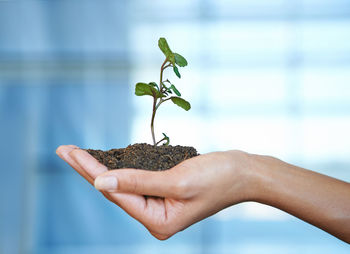 Cropped hand holding plant