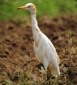 Close-up of a bird on field