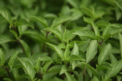 Closeup shot of green basil plant
