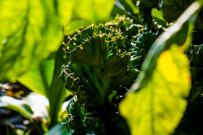 Close-up of yellow flowering plant